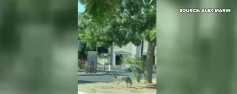 Coyote at Sunset Park in Las Vegas