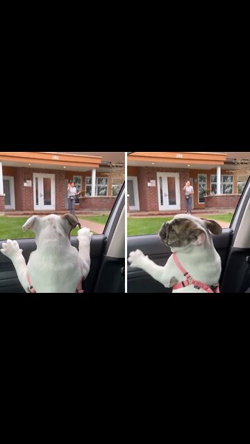 Loving pup has a hard time saying goodbye to grandma