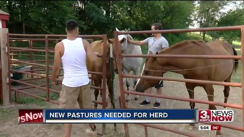 Horses non-profit needs new pasture