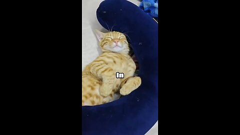 cat ignoring his owner