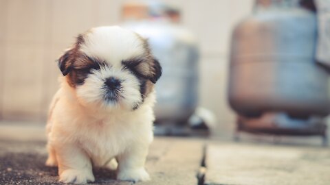 Funny dog Videos Of The Weekly