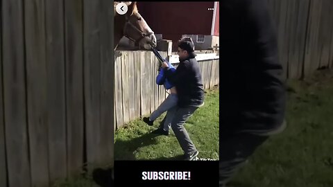 Horse holding boy shirt.. #shorts #shortsvideo #shortsfeed #shortsviral #short #shortsviral