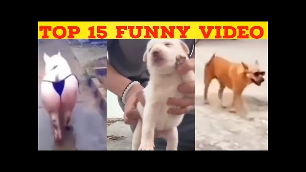 Funny Animals