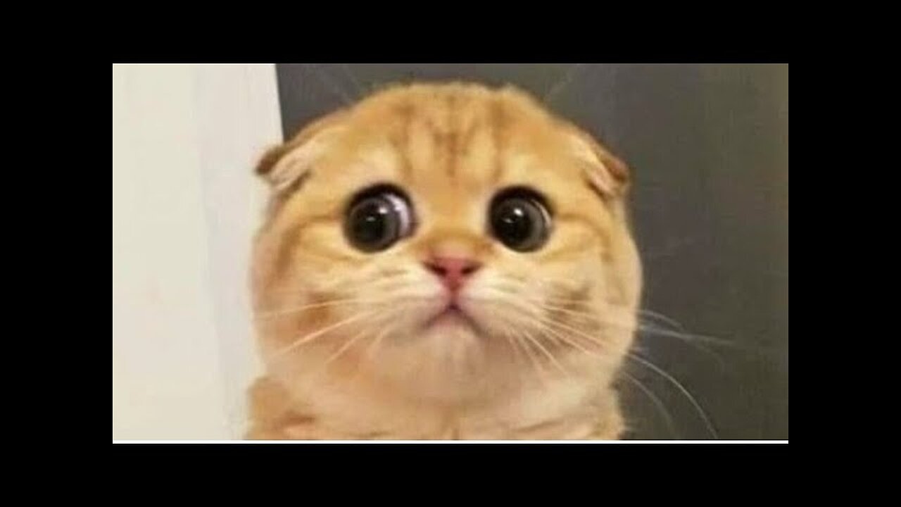 Cute cat funny