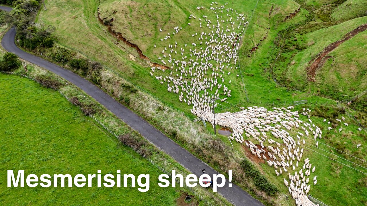 Sheep herding drone footage in New Zealand