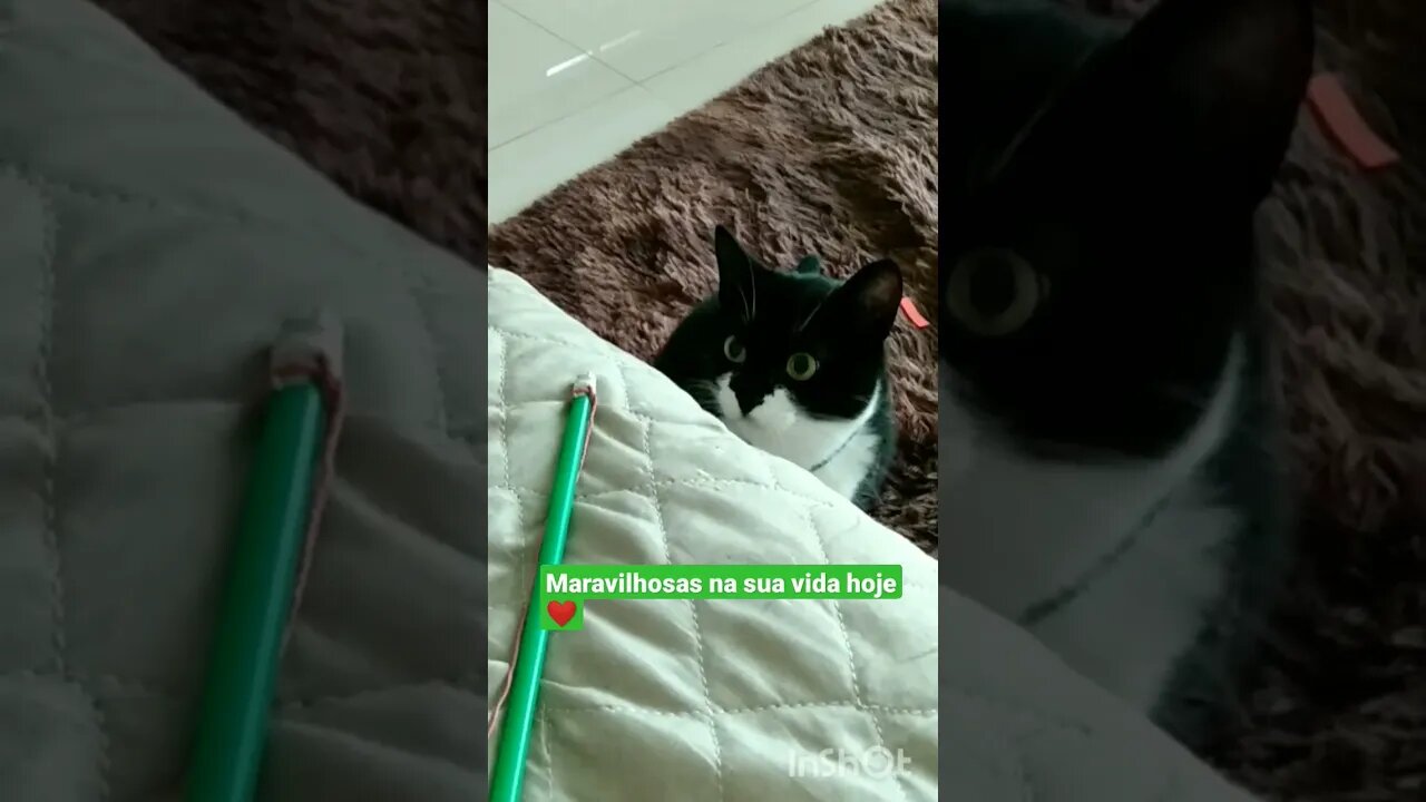 Gato Bartolomeu Tunico brincando na poltrona. Gato engraçado 😺❤️