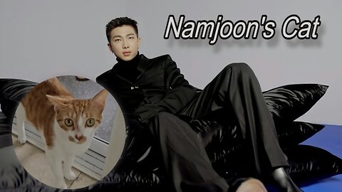 KIM NAMJOON’S CAT - He plays with the cat