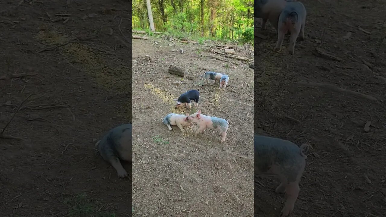 Little Pigs Tussle over Food @UncleTimsFarm #kärnəvór #carnivore #shorts #hereford #freerangepigs