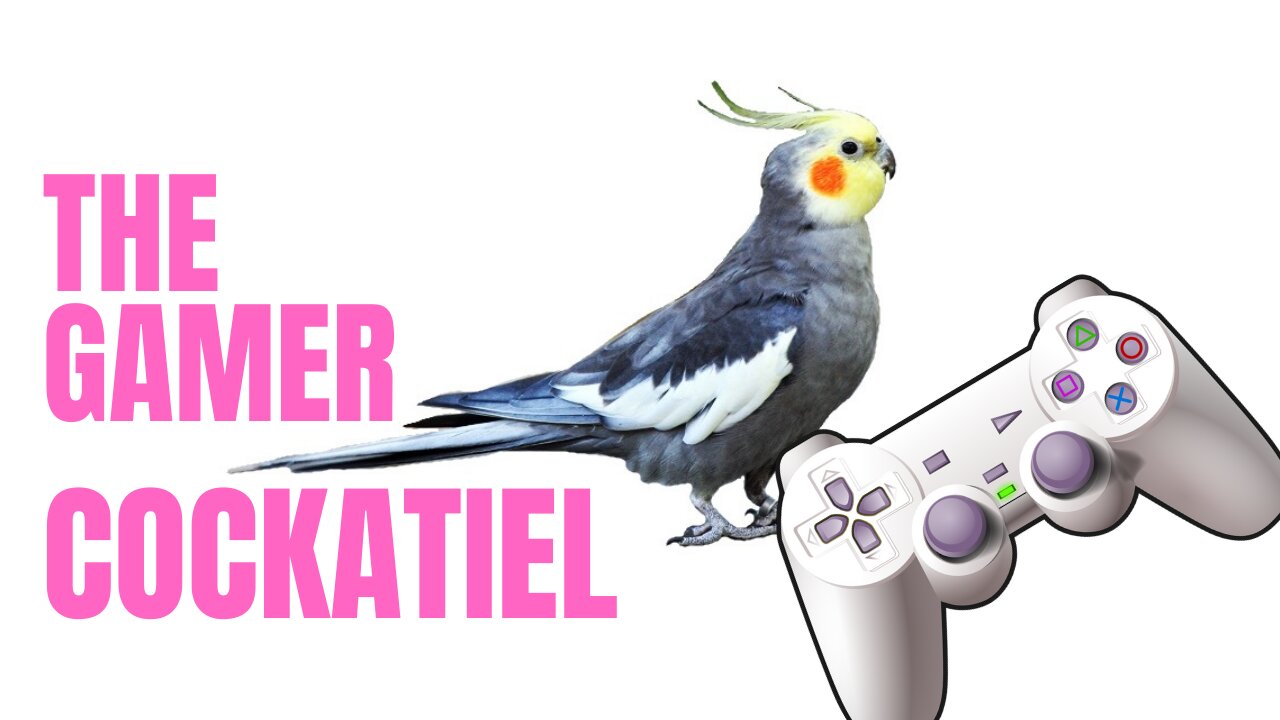 funny Gamer cockatiel