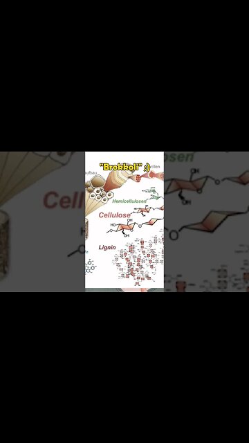 Altbekannte Pflanze zum herstellen von Papier. So schützen wir Bäume