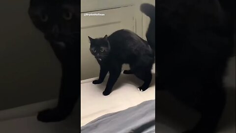 Funny Cat Meme 😂 pt.4 #shorts