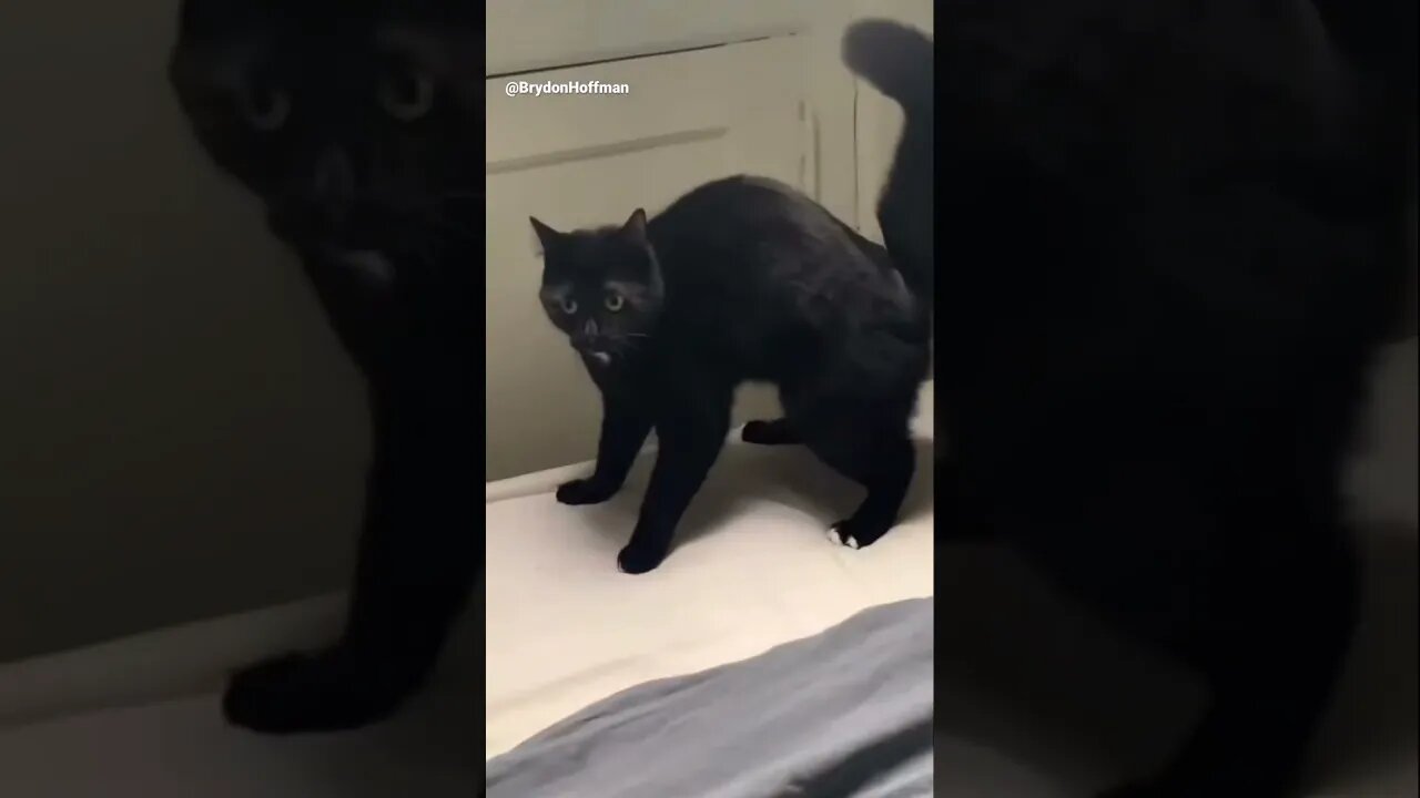 Funny Cat Meme 😂 pt.4 #shorts