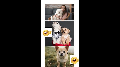 Ultimate Funny Dog Videos | Super Funny | Cute Puppy