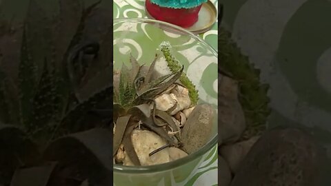 Algunas de las plantas de mi tía