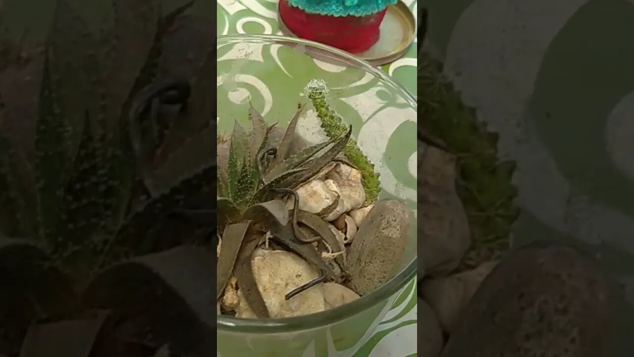 Algunas de las plantas de mi tía