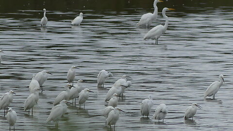 Walking Tour: Jamaica Bay Wildlife Refuge