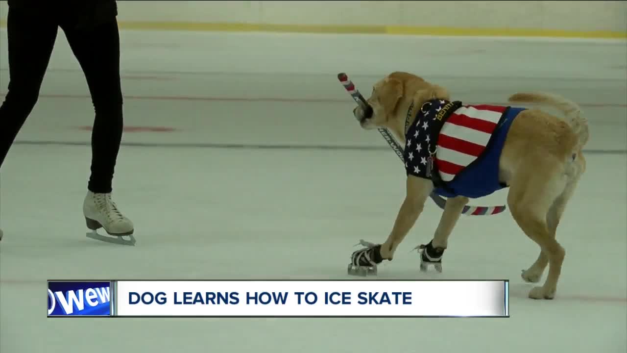 Benny, the ice-skating Labrador, is a social media star after being rescued from a shelter