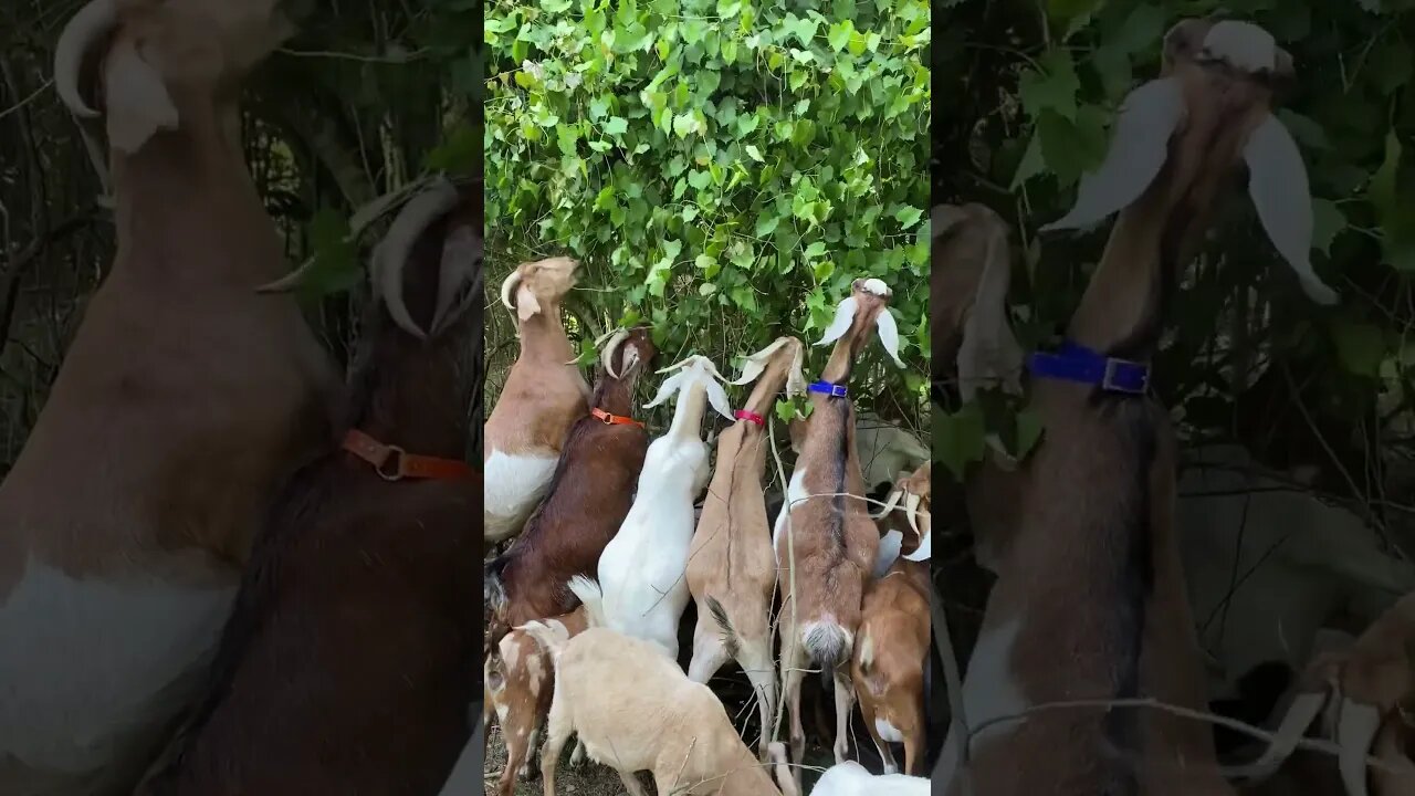 GOAT Feeding Frenzy!