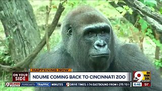 Ndume the gorilla coming home to the Cincinnati Zoo