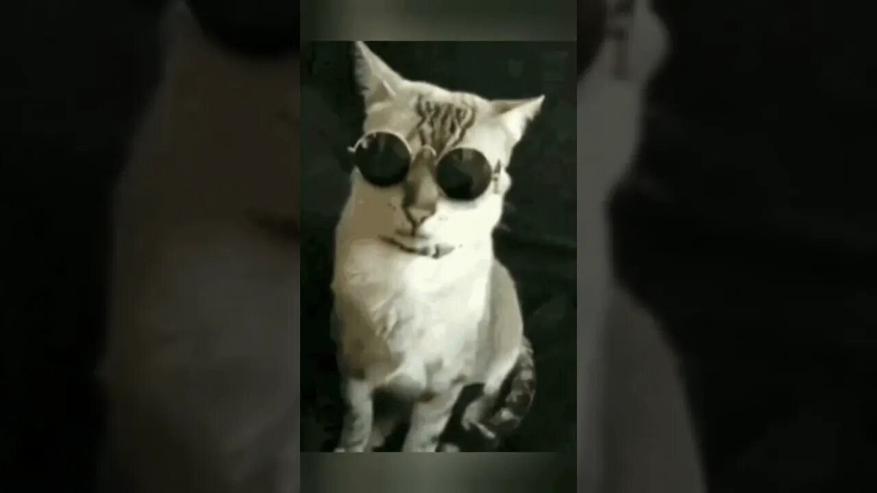 hey yo #shorts #viral #youtubeshorts #youtubevideo #cat