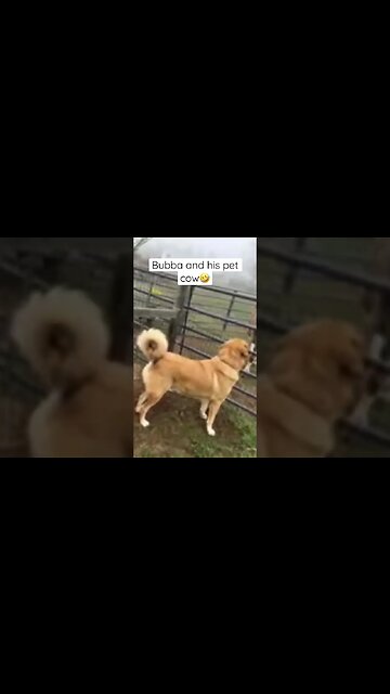 Bubba and his pet cow😂