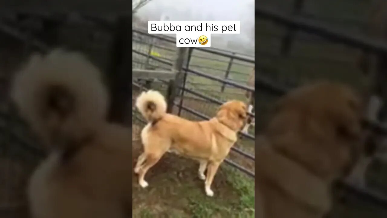 Bubba and his pet cow😂