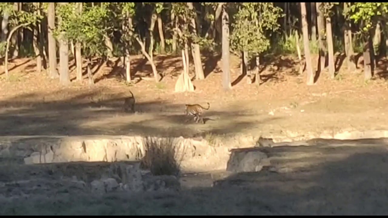 Tiger hunting a deer