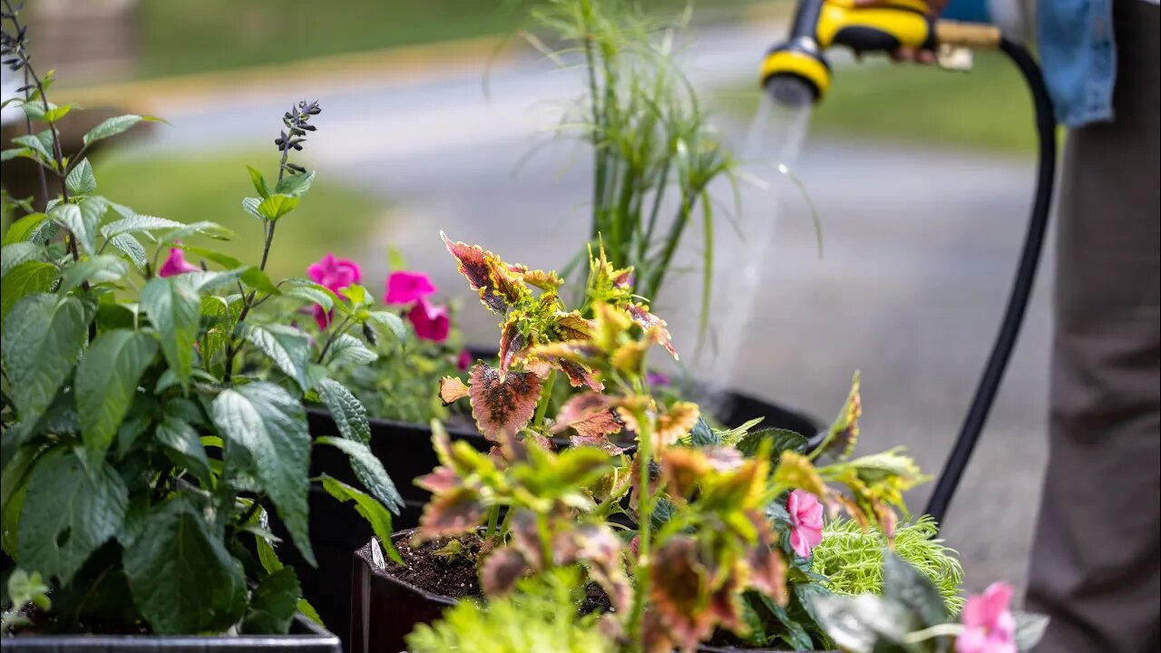 Container Garden Project - Full Sun Plants