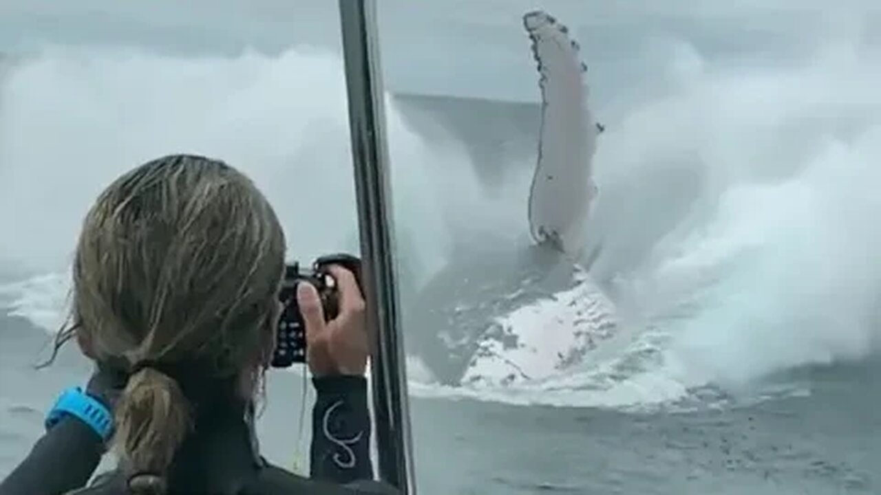 Absolutely Massive Humpback Whale Breaching