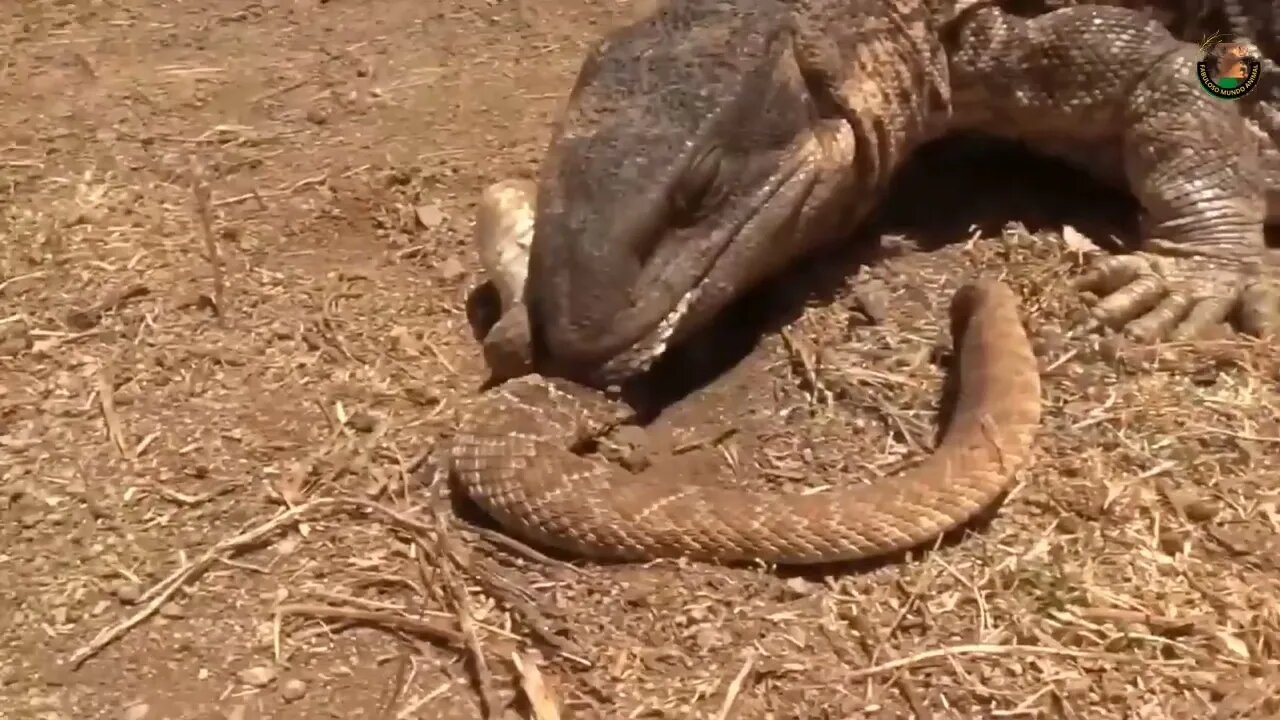 COBRA LUTA DESESPERADAMENTE PARA TENTAR SE LIVRA DO DRAGÃO DE KOMODO