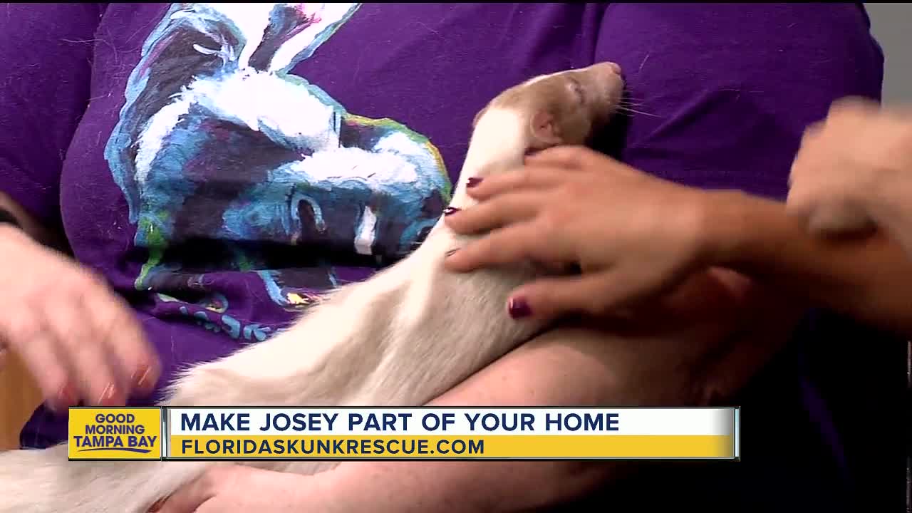 Rescues in Action: Josey