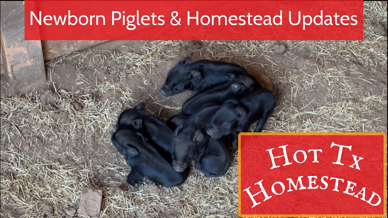 New Piglets and Other Updates!