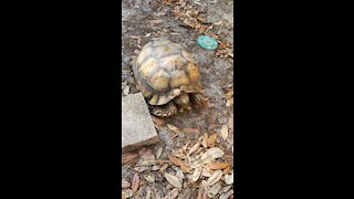 Stoney the tortoise coming to say good morning