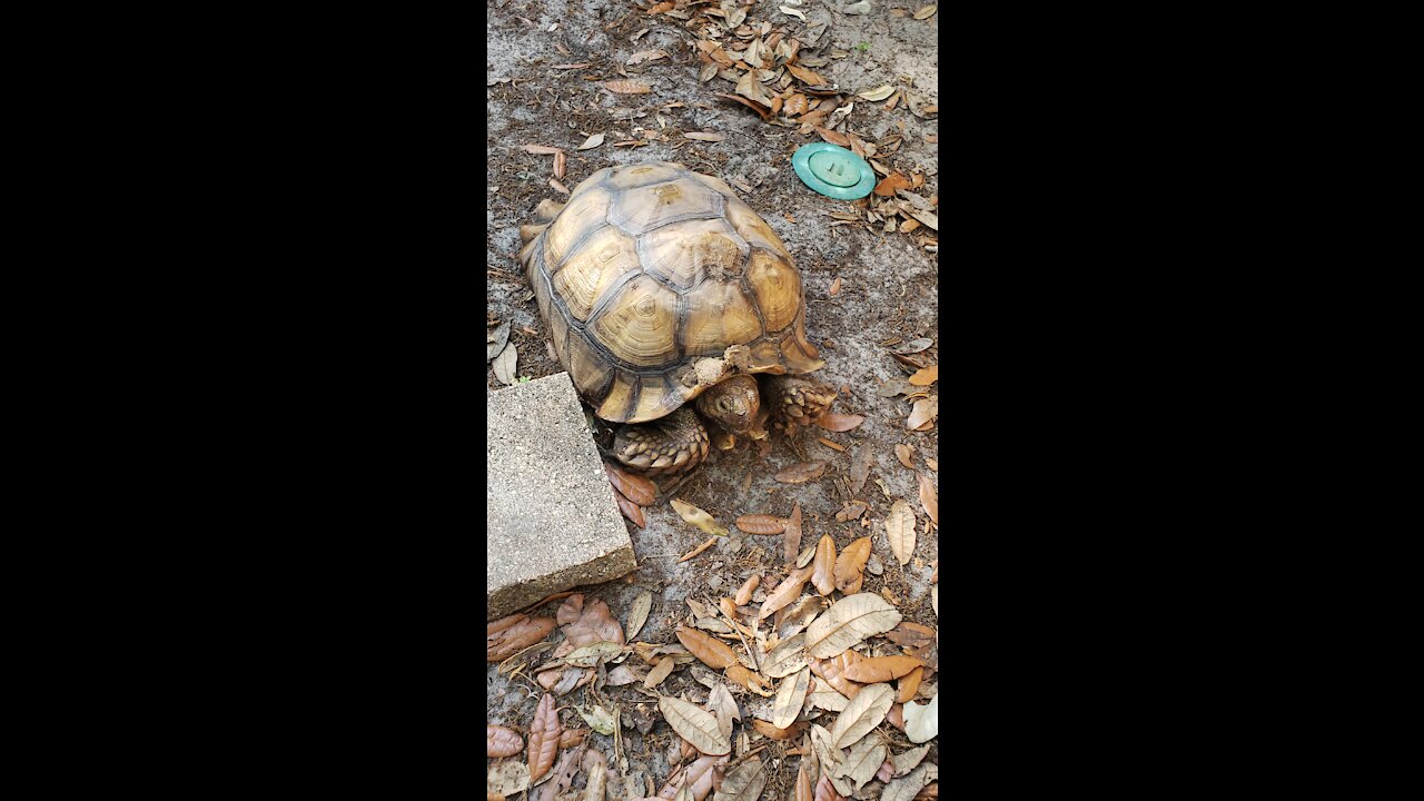 Stoney the tortoise coming to say good morning