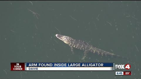 Florida woman reportedly pulled into lake by alligator