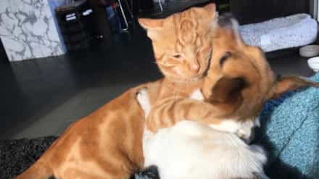 Gato prende trela e impede cão de ir passear