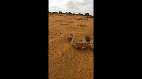 रेगिस्तान का शातिर शिकारी 😱#sidewindersnake#snake#sahara