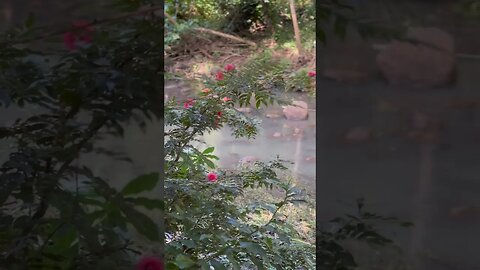 Trees at Waimea Valley park, river, forest, & paved ways, Oahu Island north shore, Hawaii. #shorts
