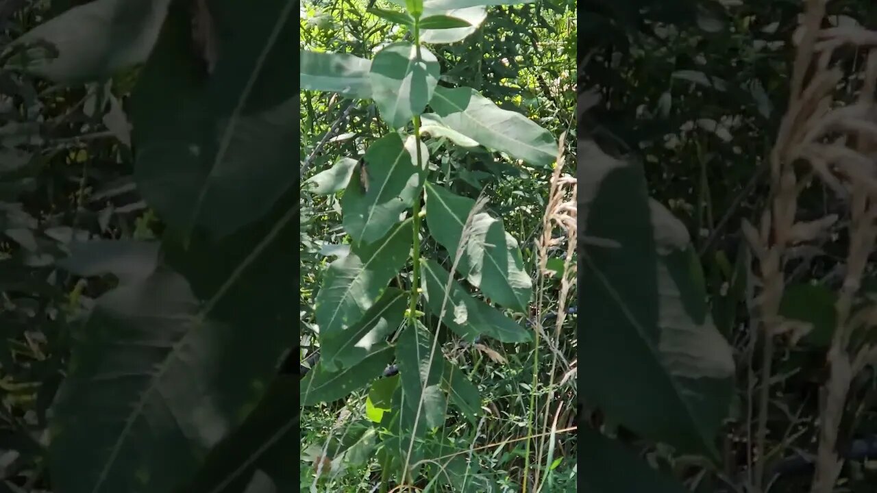 Wildlife around the Farm 🚜 series, Monarch Butterfly in 100+ degree heat