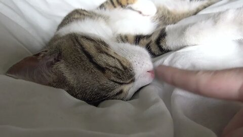 My Hoomans Can't Be As Cute As I Am