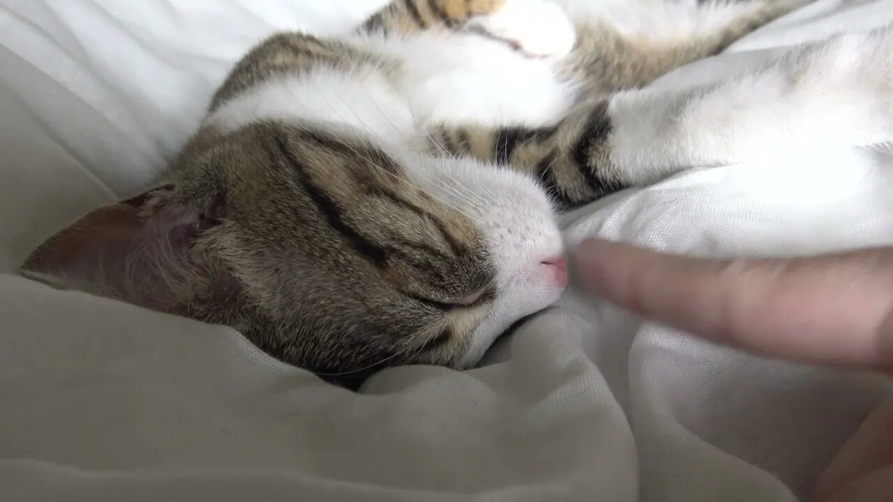 My Hoomans Can't Be As Cute As I Am