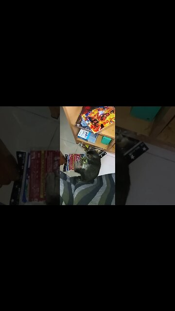 Cat is eating away my DVD's