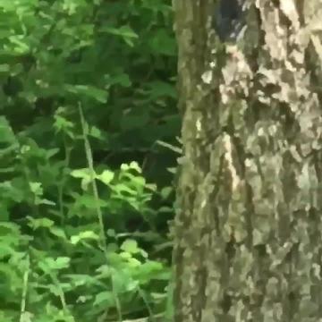 VIDEO: HUGE snake spotted on trail in Hancock County