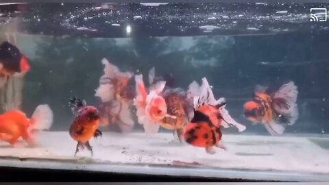 Wow super beautiful goldfish in tank49 9