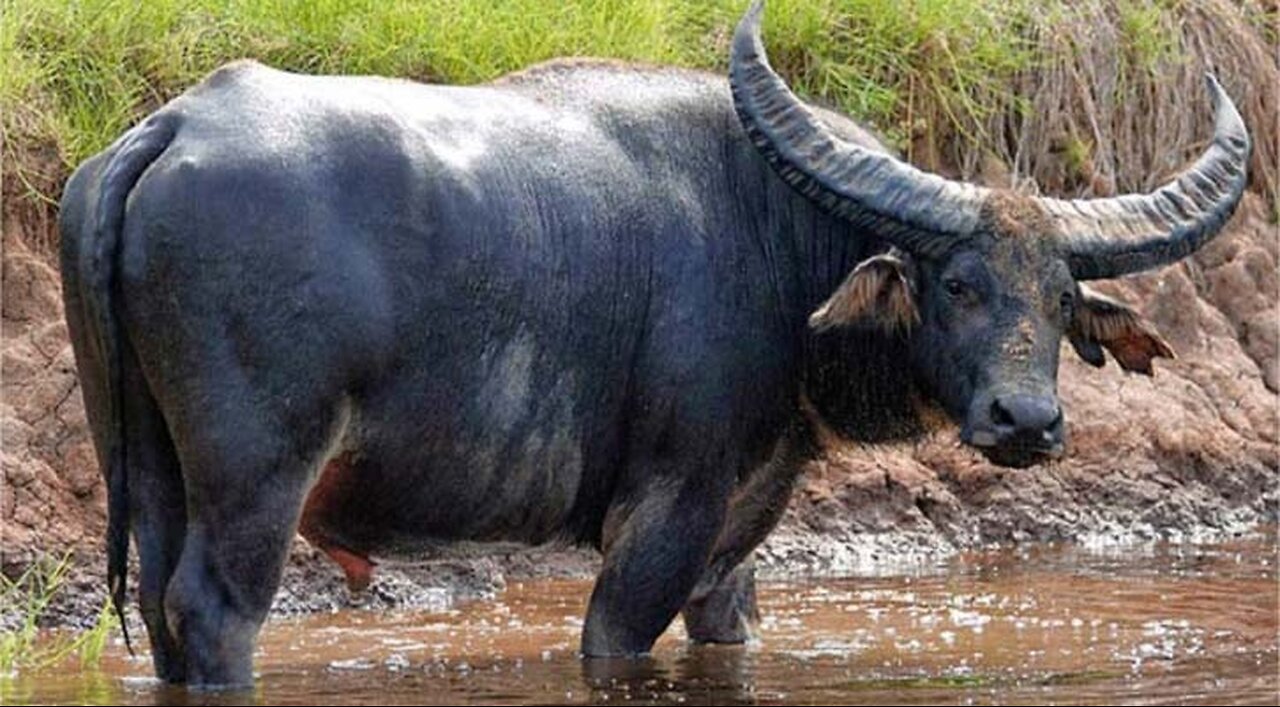 Look at the terrible buffalo, how could he have died a little more.