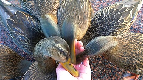 Another 7 Headed Hydra. Mallard Duck Ducklings