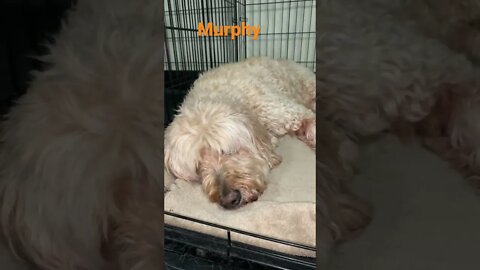 [Shorts 0111] MURPHY [#dogs #doggos #doggies #puppies #dogdaycare]