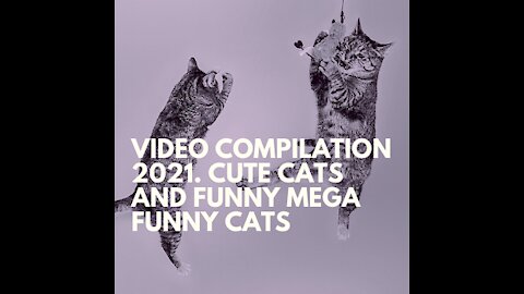 Video compilation 2021. Cute Cats and Funny Mega Funny Cats