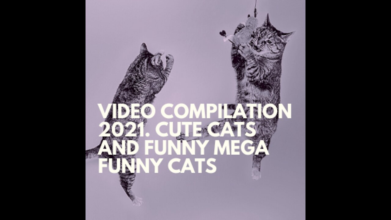 Video compilation 2021. Cute Cats and Funny Mega Funny Cats
