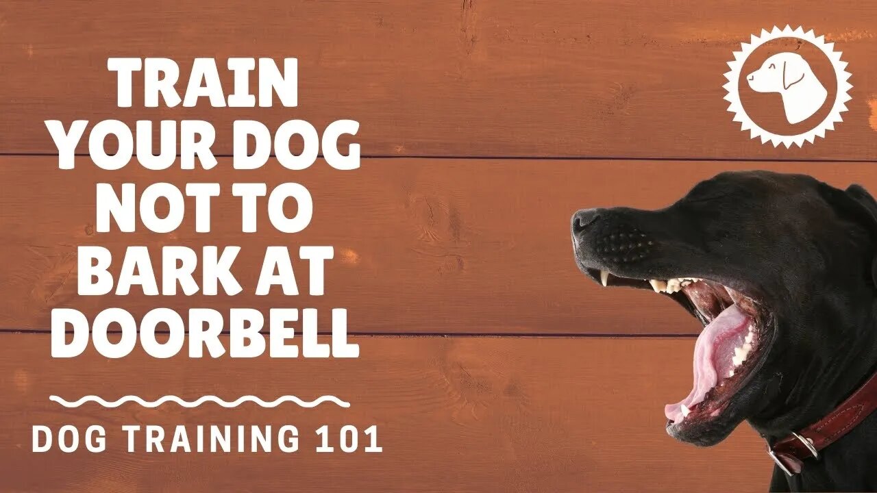 How To Train Your Dog Not To Bark At The Doorbell | DOG TRAINING 🐶 #BrooklynsCorner